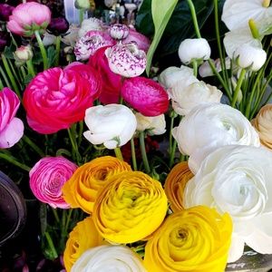 Meet your Posher, Lyn